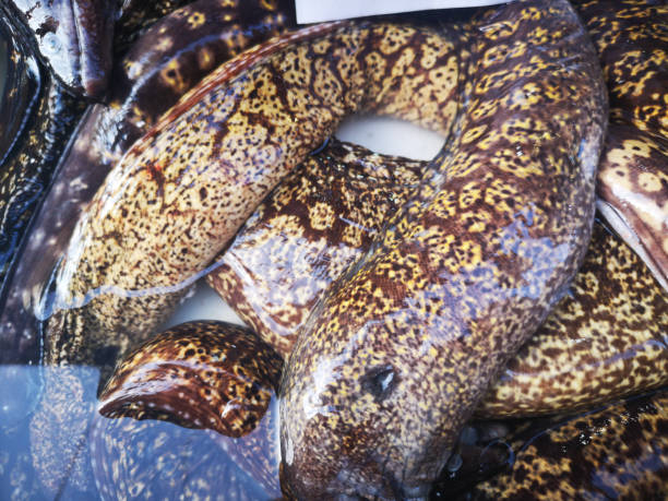 Fish in open seamarket stock photo
