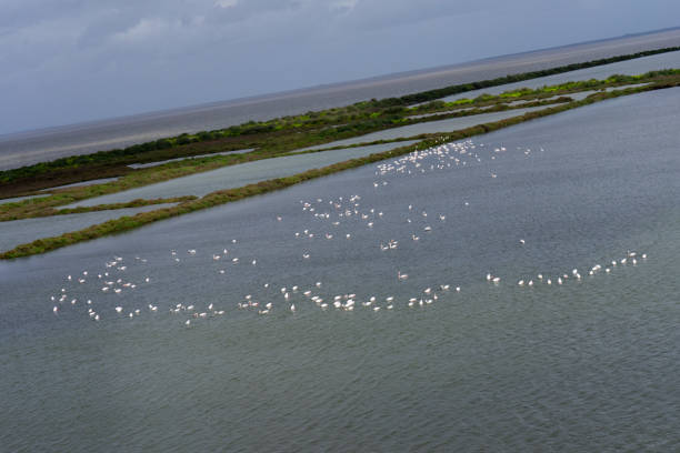 Flock of flamingos gracefully wading in the tranquil waters of the Tejo River, Portugal. Serene beauty captured in nature's embrace.