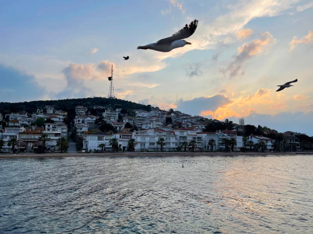 seagull flying near the princes' islands at sunset, turkey - pentagonaster starfish foto e immagini stock