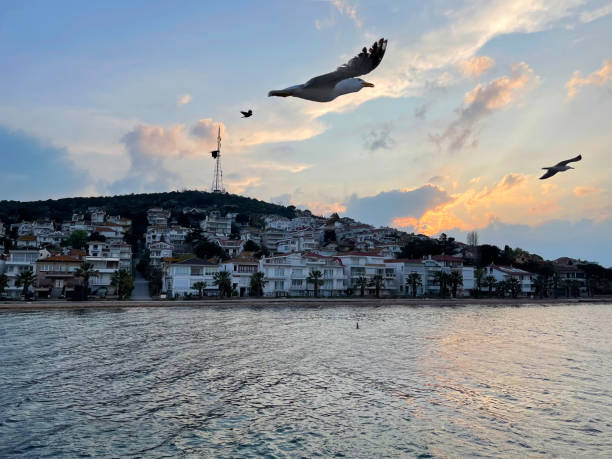 seagull flying near the princes' islands at sunset, turkey - pentagonaster starfish стоковые фото и изображения