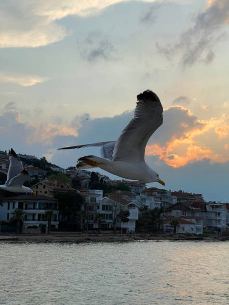 seagull flying near the princes' islands at sunset, turkey - pentagonaster starfish foto e immagini stock