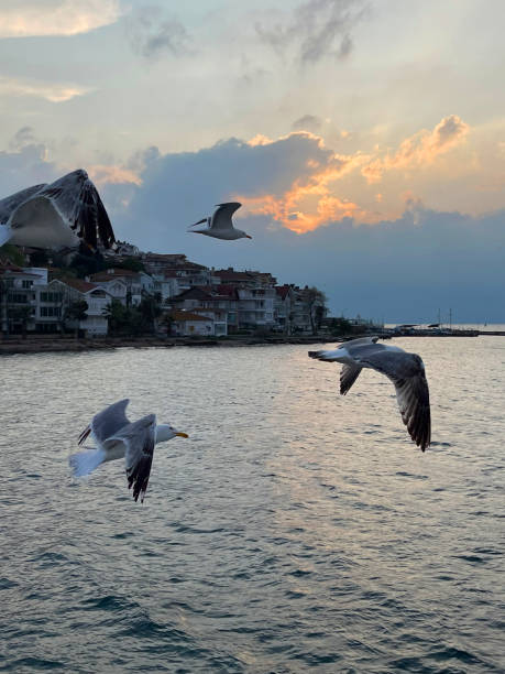 seagull flying near the princes' islands at sunset, turkey - pentagonaster starfish foto e immagini stock