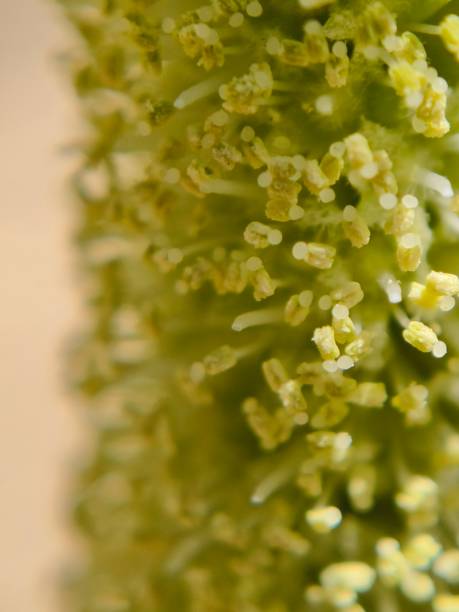 istock Macro image of prosopis juliflora flower 2111524980