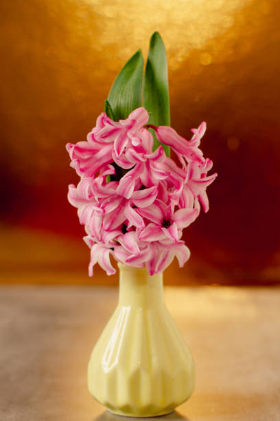 Pink spring hyacinth in a small vase on bright golden background