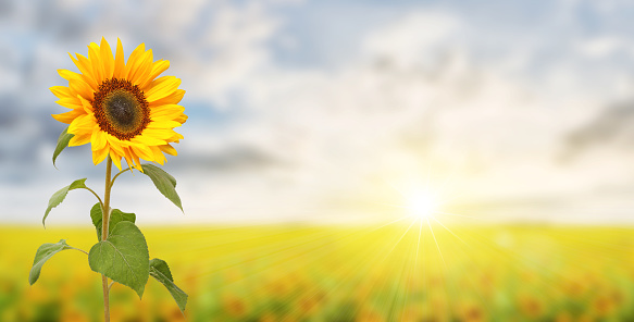 Romantic sunflower field with sunbeams and large sunflower, panoramic format with Copy-Space.