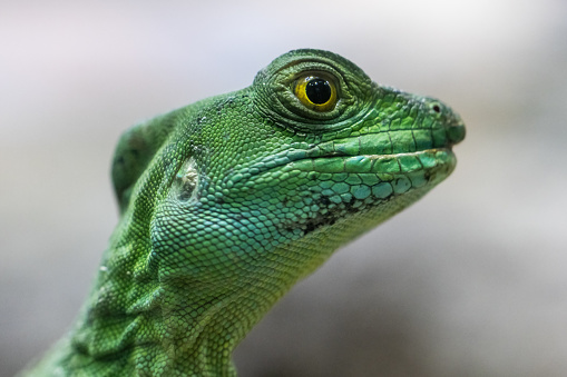 Plumed Basilisk from Central america a in captive environment