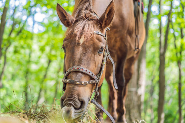 Stock photo of a warmblood horse outdoors at a practice area.