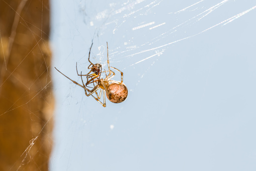 Closeup of a large Brown recluse spider, missing two legs.