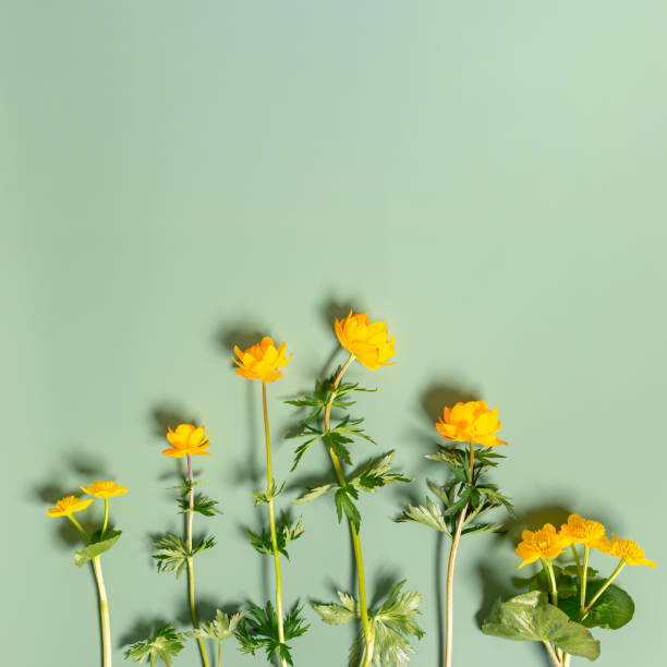 istock Spring yellow wildflowers top view on pastel green background, springtime vivid pattern, minimal trend flat lay with fresh blooming field flowers, natural blossoms floral still life, vibrant tone 2111543920