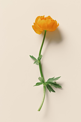 Yellow orange color flower Trollius or Globeflower on beige background, minimal style flat lay, monochrome aesthetic botanical modern still life, on natural blooming spring floret, vertical top view