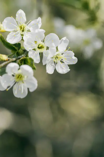 Apple blossom over nature blurred background, beautiful spring white flowers, empty space, delicate blooms on branch outdoors, soft focus, pale earht color photo, aesthetic minimal nature, vertical