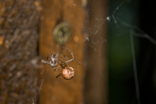 Close-up of a greenhouse spider spider in its web with an insect prey, Germany