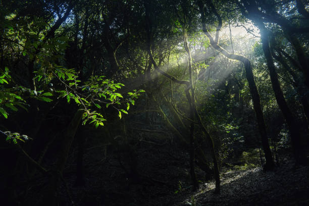 istock Suns rays filter through the dense canopy of trees in the forest, creating a dappled light effect on the forest floor 2111545032