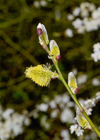 goat willow resp.Salix caprea in bloom ,Rhineland ,Germany