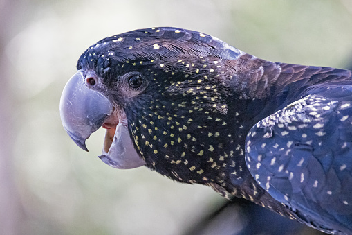 Close up of Captive Red-tailed Black Cockatoo
