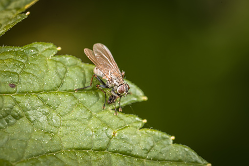 Close-up of a small predatory house fly on a green leaf in the garden, Germany