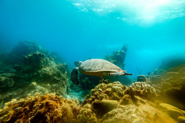istock Turtle swimming in sea water 2111560258
