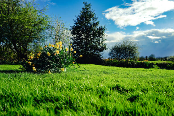 真昼の春の日差しに照らされた緑豊かな田舎の庭、風が吹く天気。 - blustery ストックフォトと画像