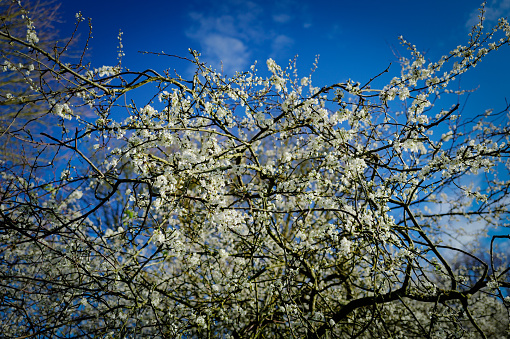 Early springtime fruit plum white blossom seen in an English nature reserve. The tree is located in a wild hedgerow.