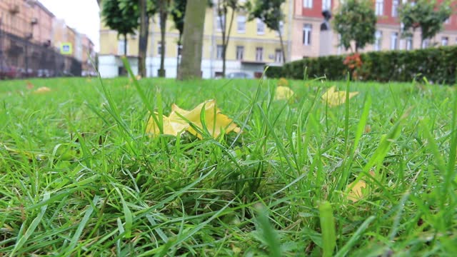 First yellow leaves in Park