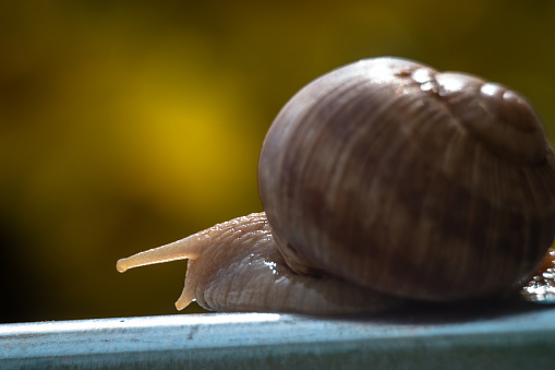 A snail slowly moving along a rail