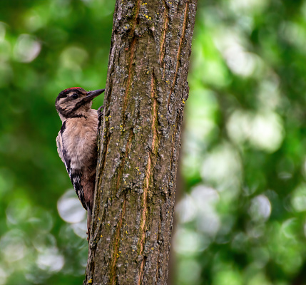 A great spotted woodpecker (Dendrocopos major) perched on a tree branch