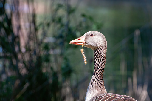 A close-up of a goose with a green backdrop