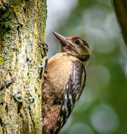 A close-up of a woodpecker on a tree trunk