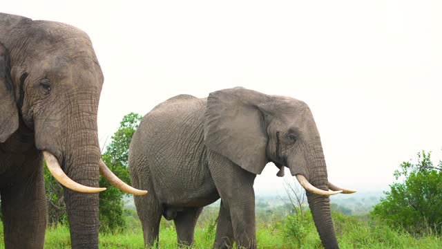 Close up view of two old elephants walking around in wildlife surrounded by green savanna in Africa