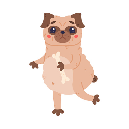 Funny Pug Dog Character with Wrinkly Face Running with Bone Vector Illustration. Purebred Doggy with Fawn Coat