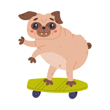 Funny Pug Dog Character with Wrinkly Face Riding Skateboard Vector Illustration. Purebred Doggy with Fawn Coat