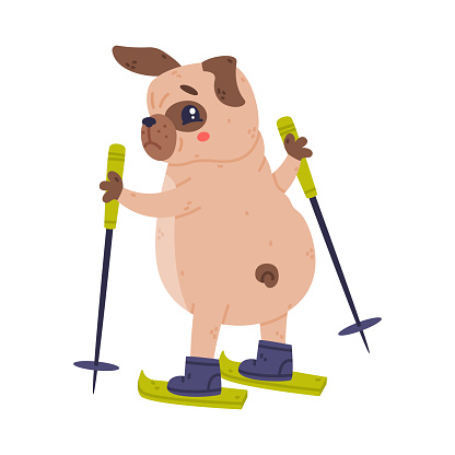 Funny Pug Dog Character with Wrinkly Face Skiing Vector Illustration. Purebred Doggy with Fawn Coat