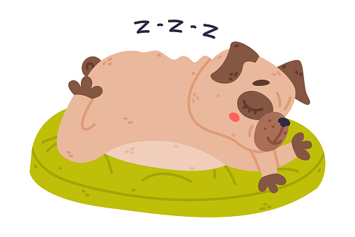 Funny Pug Dog Character with Wrinkly Face Sleeping on Green Cushion Vector Illustration. Purebred Doggy with Fawn Coat