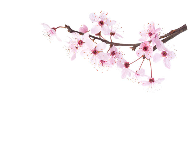 istock Branches with light pink flowers of Sakura  isolated on white background. 2111592669