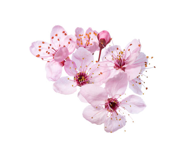 istock Light pink flowers of Sakura isolated on white background. 2111592692