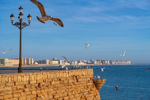 Cadiz city skyline and beach with seagulls in Andalusia of Spain