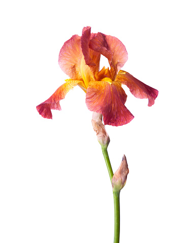 Red-brown Iris flower isolated on a white background.