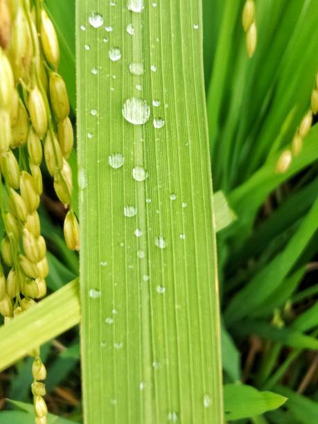 water droplets on rice plants in the rice fields.