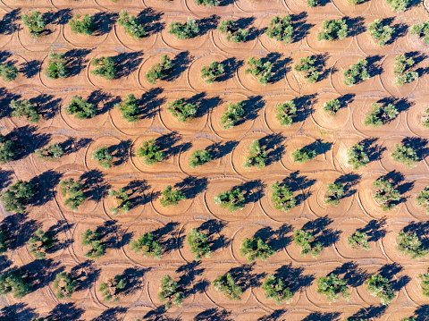 Olive trees field in Andalusia of Spain aerial view Drone high point of view