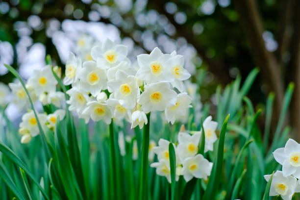 istock This is a photo of a white daffodil 2111614325
