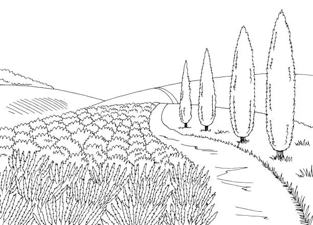 Vector illustration of Lavender road graphic black white landscape sketch illustration vector