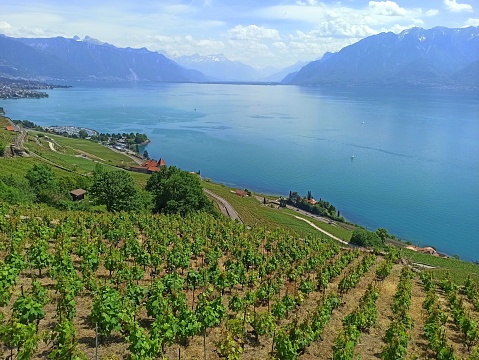 picturesque swiss landscape of terraced vineyards of Lavaux in Switzerland in front of Geneva lake