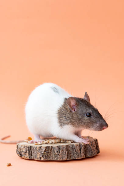 istock A domestic white rat with a gray muzzle on a pink background . Cute animal rat. Place for text 2111619944