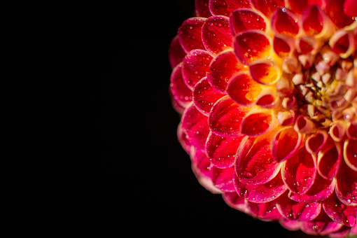 Macro shot of a red dahlia flower with water droplets. Detailed floral photography with a dark background, suitable for print and botanical studies