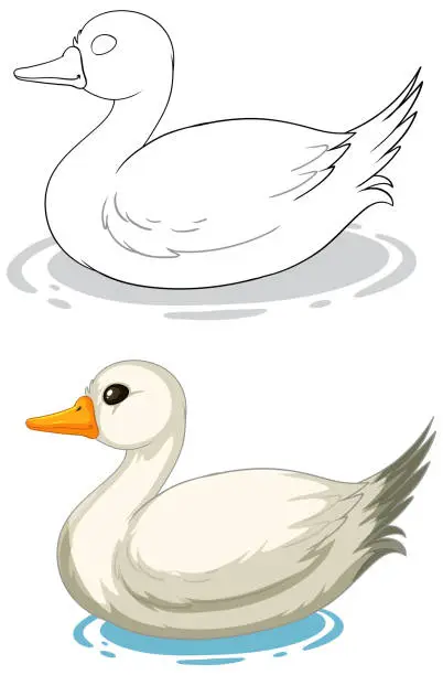 Vector illustration of Two stylized vector ducks floating on water