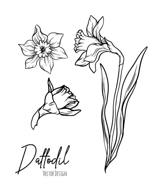 Vector illustration of Botanical line art illustration of daffodil or narcissus flowers