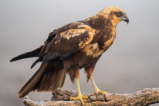 Beautiful portrait of a marsh harrier looking for food on a day of dense fog in a wetland in the middle of nature in Spain, Europe