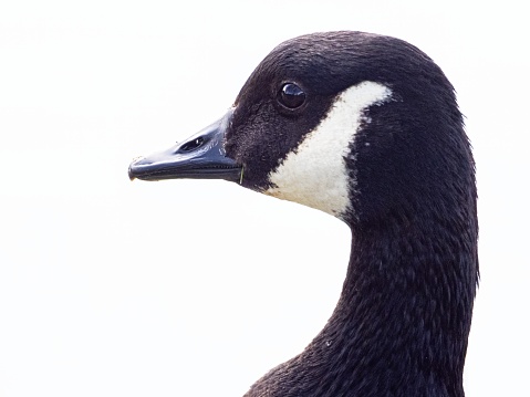 Close-Up of a Canada Goose. head isolated on white background ( Branta Canadensis )
