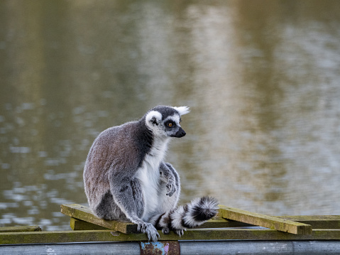 Famous Madagascar Maki lemur, Ring tailed lemur. Wildlife photography. Flowing river background. Black and white color with orange eyes