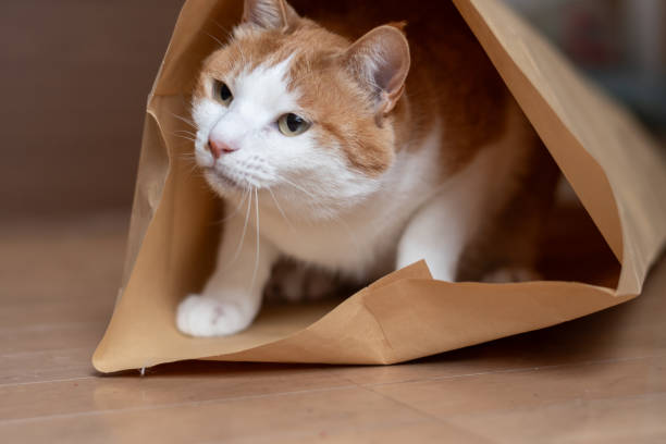 istock cat in a paper bag 2111630830